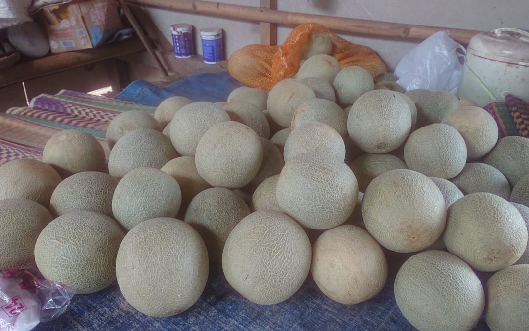 Panen Perdana Melon di Agrowisata Agricam Papayan