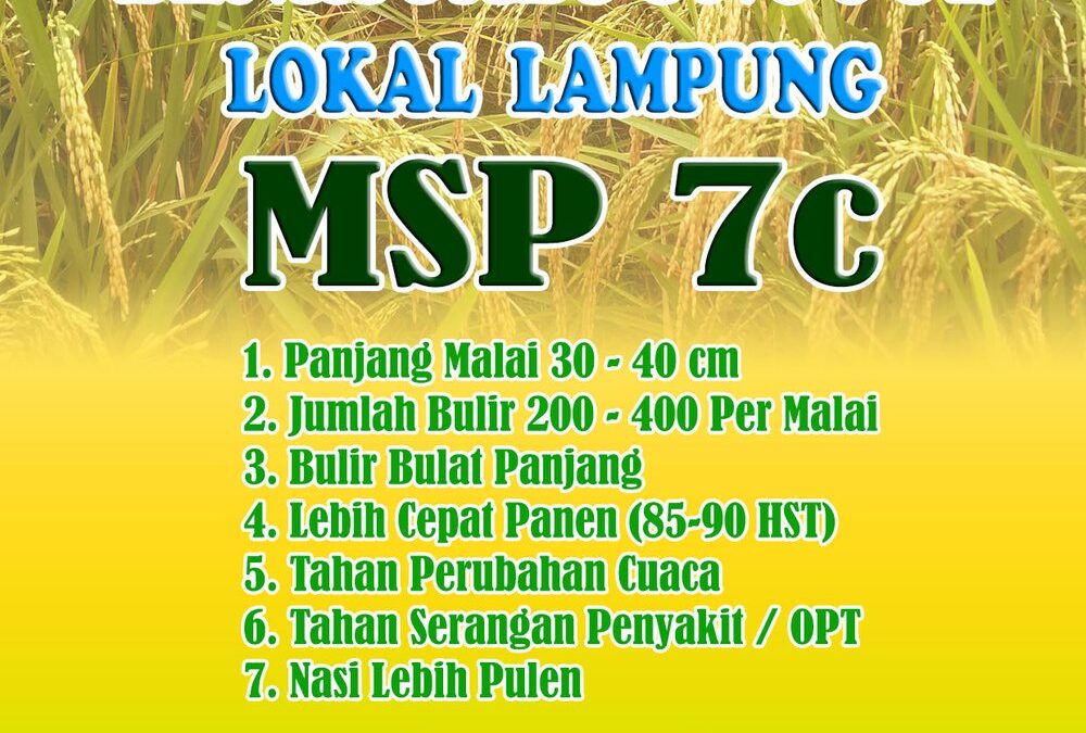 Berkebun Bersama Agricamp: Pupuk Organik dan Bibit Padi Lokal untuk Pertanian Ramah Lingkungan