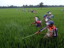 Memahami Penyebab Gagal Panen Akibat Serangan Hama Wereng di Desa Papayan