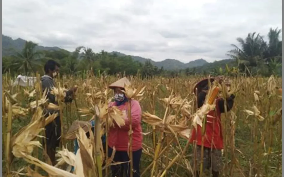 Dari Kemarau Menuju Kesejahteraan: Sukses Panen Maggis di Desa Papayan