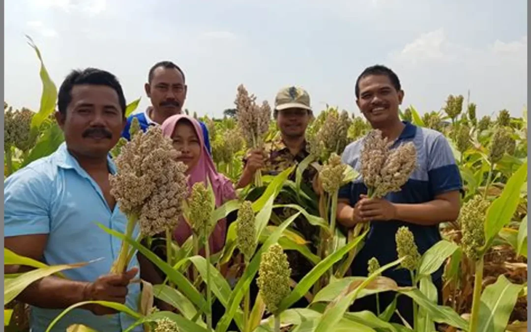 Dari Tanah ke Meja: Perjalanan Budidaya Sorgum di Agricamp Desa Papayan