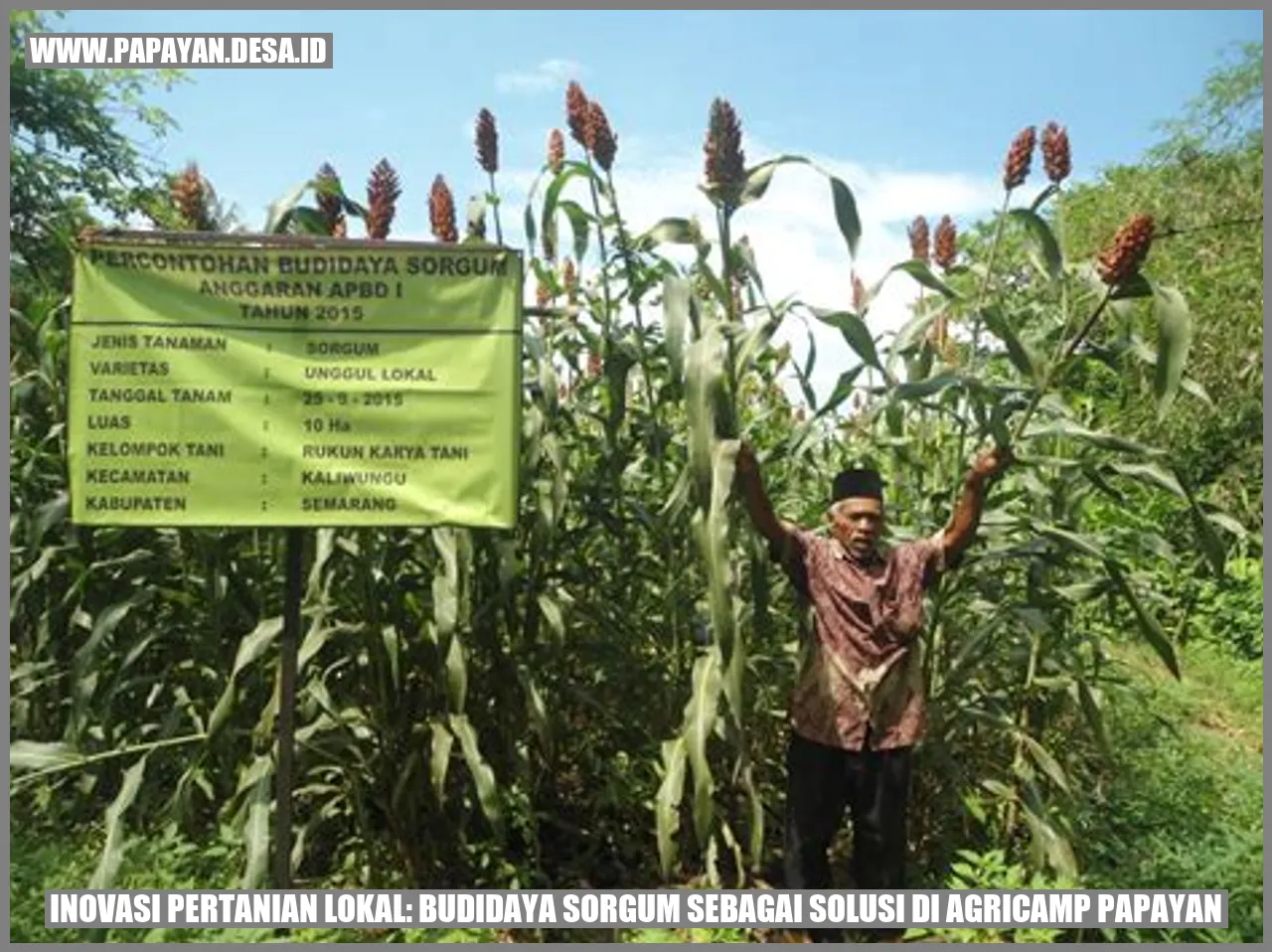 Inovasi Pertanian Lokal: Budidaya Sorgum sebagai Solusi di Agricamp Papayan