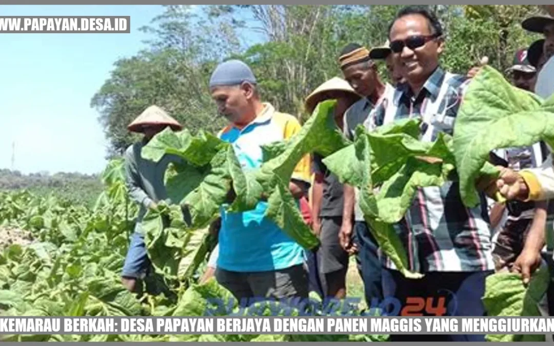 Kemarau Berkah: Desa Papayan Berjaya dengan Panen Maggis yang Menggiurkan