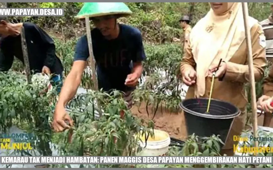 Kemarau Tak Menjadi Hambatan: Panen Maggis Desa Papayan Menggembirakan Hati Petani