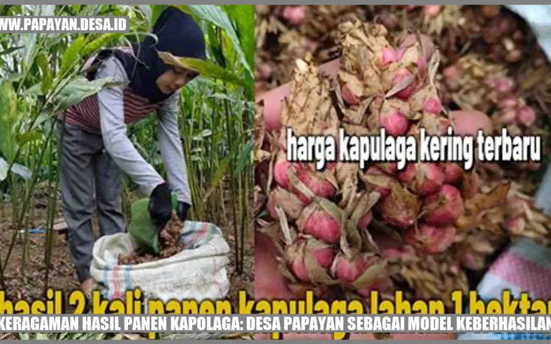 Keragaman Hasil Panen Kapolaga: Desa Papayan Sebagai Model Keberhasilan