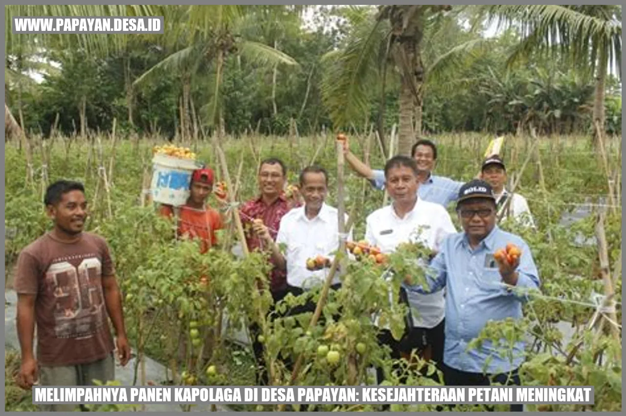 Panen Kapolaga di Desa Papayan