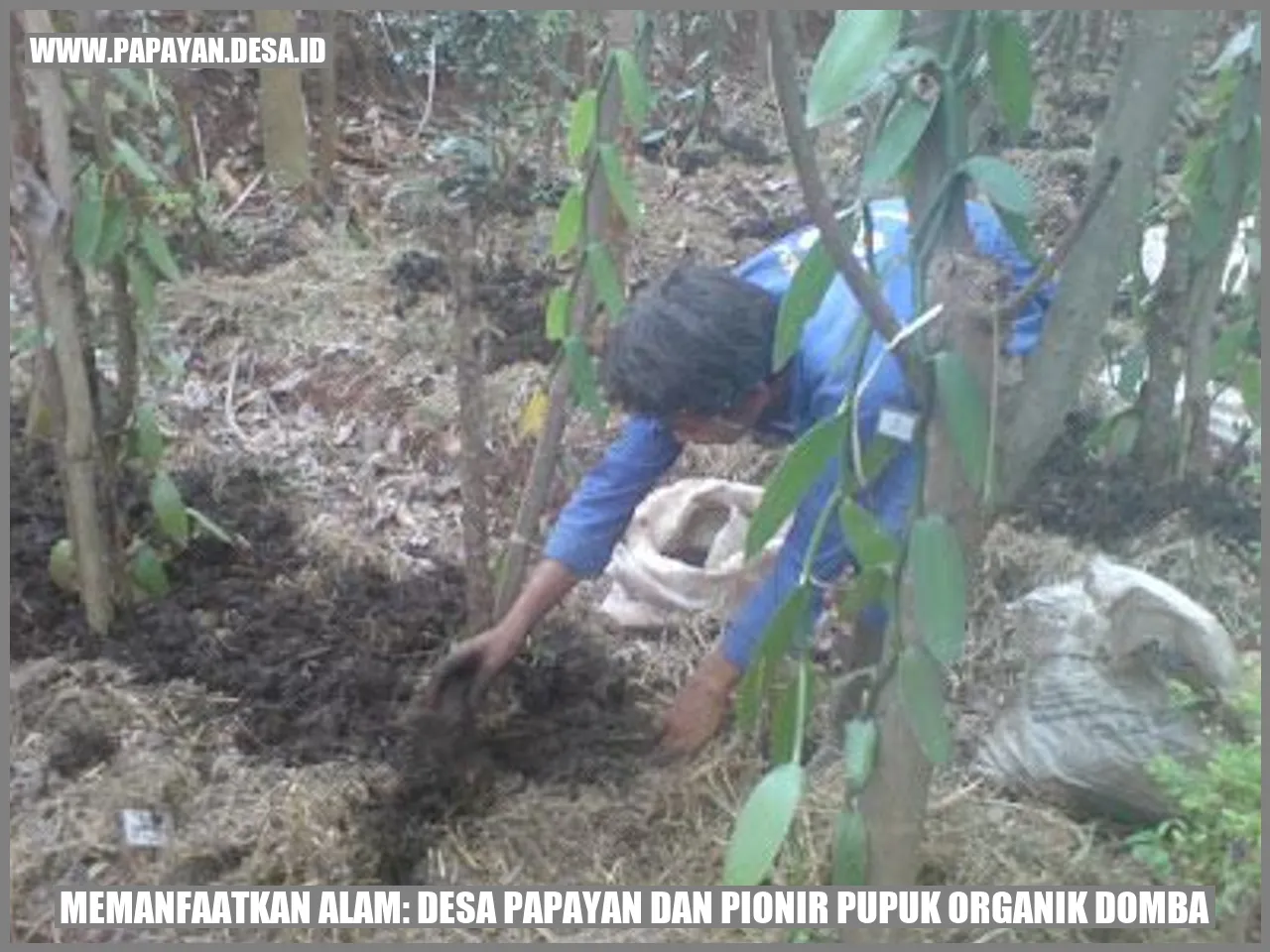 Desa Papayan dan Pionir Pupuk Organik Domba