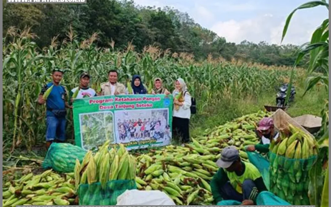 Panen Kapolaga Melimpah: Desa Papayan Menjadi Pusat Produksi Unggulan