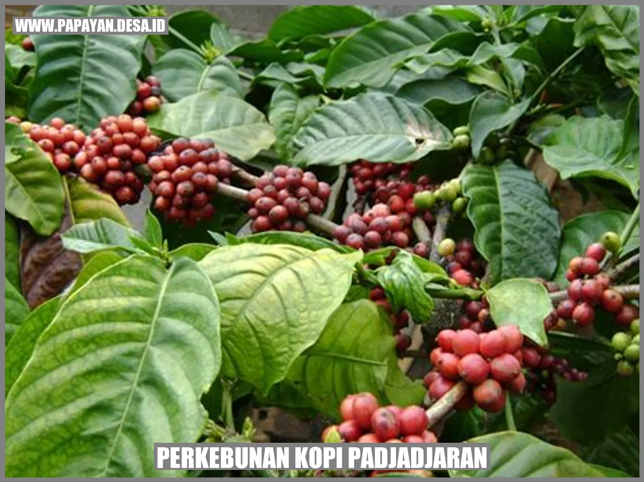 Perkebunan Kopi Padjadjaran