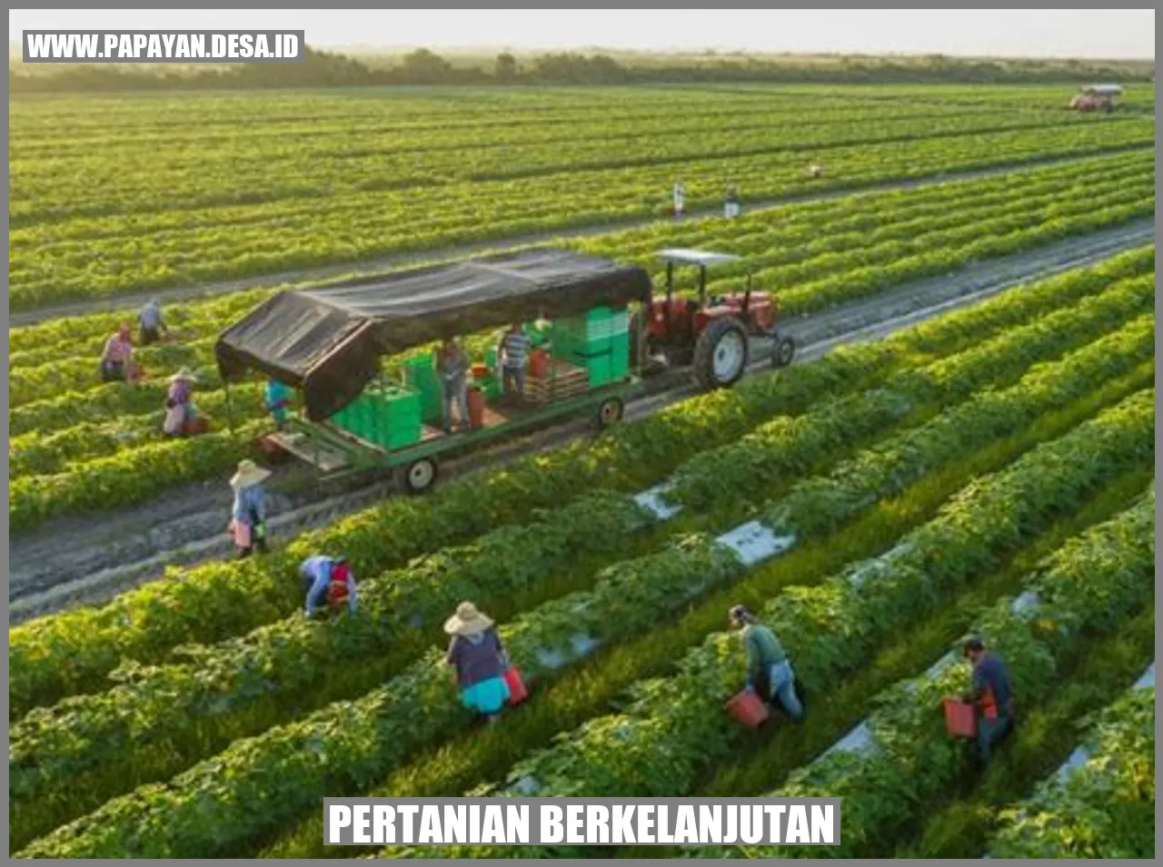 Promosi Pertanian Berkelanjutan