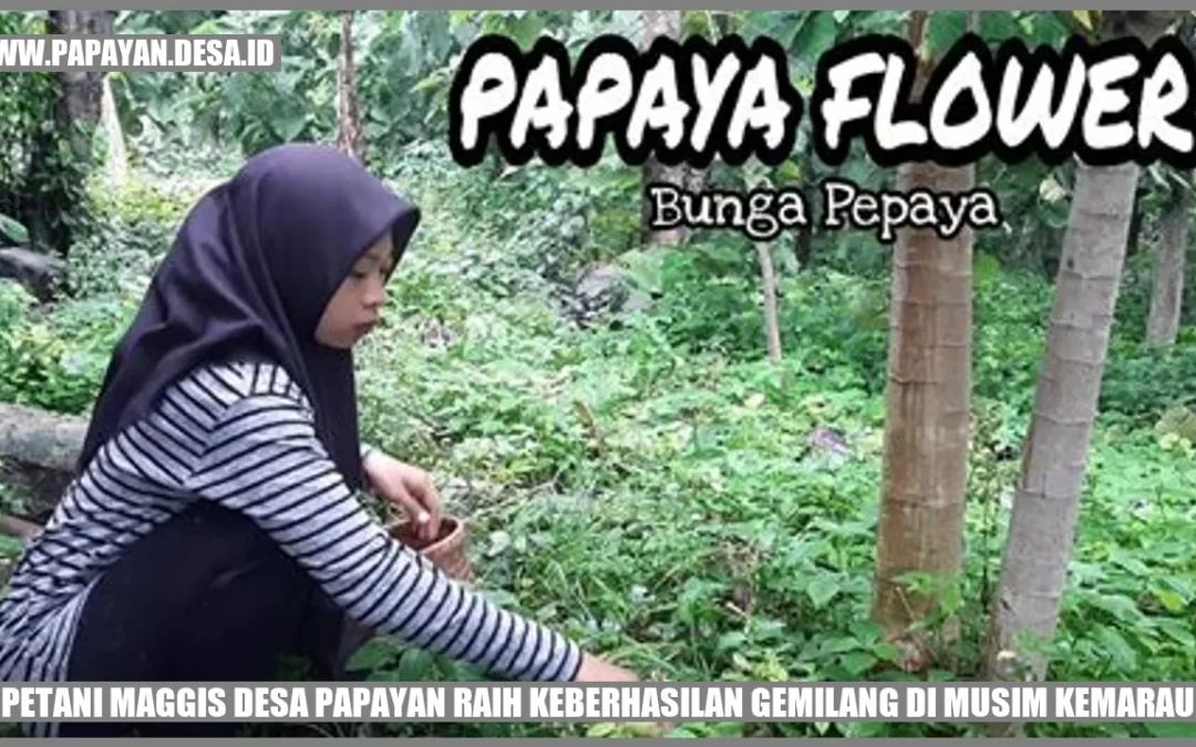 Petani Maggis Sukses di Musim Kemarau