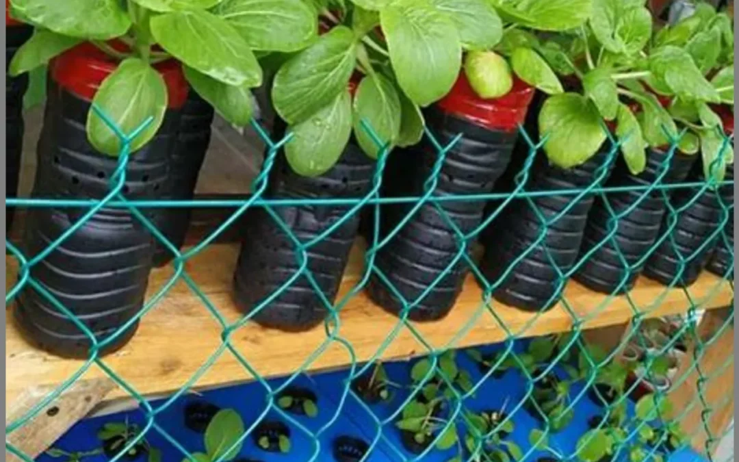 Program Tanam Sayur di Rumah: Langkah Mandiri Cegah Stunting