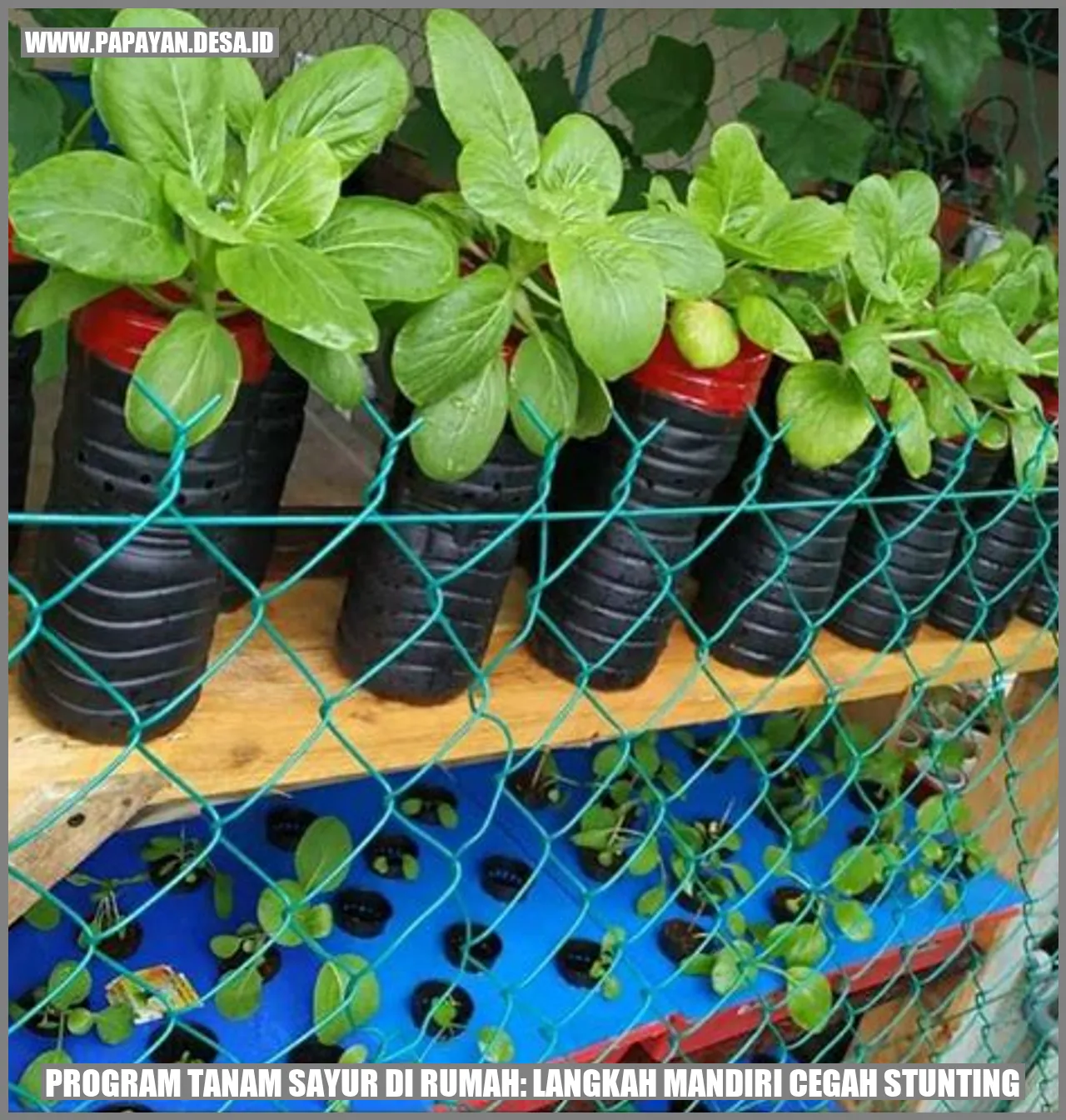 Program Tanam Sayur di Rumah: Langkah Mandiri Cegah Stunting