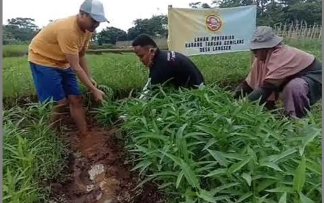 Rekam Gemilang Panen Kapolaga Terbesar