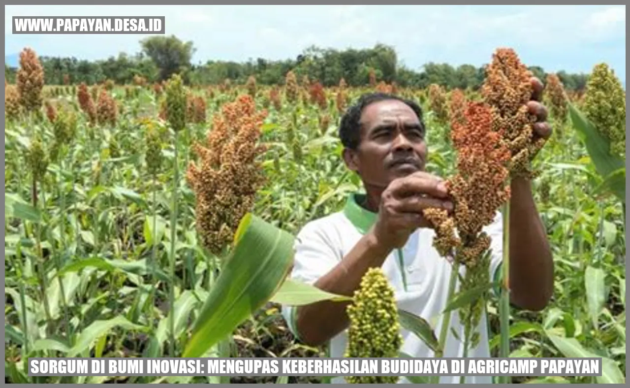 Sorgum di Bumi Inovasi: Mengupas Keberhasilan Budidaya di Agricamp Papayan